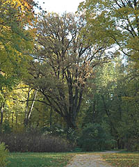 Le chene de Tourguenev.