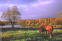 Le  Parc.
