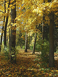 Le  Parc.